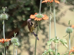 Nectarinia kilimensis