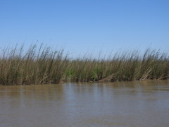 Phragmites australis berlandieri