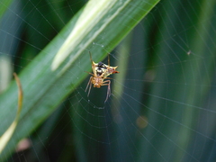 Micrathena furcata