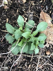 Micranthes virginiensis