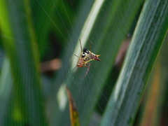Micrathena furcata