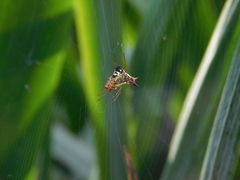 Micrathena furcata