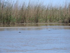 Phragmites australis berlandieri