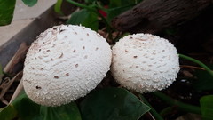 Agaricaceae