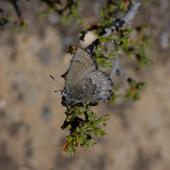 Callophrys fotis
