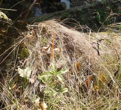 Hylotelephium maximum maximum