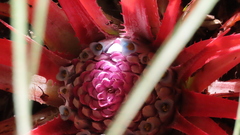 Fascicularia bicolor