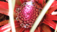 Fascicularia bicolor