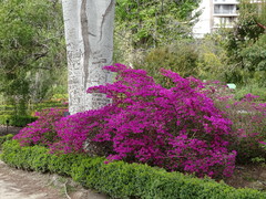 Rhododendron × amoenum