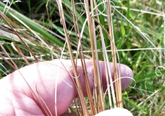 Carex petriei