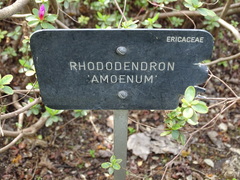 Rhododendron × amoenum
