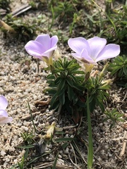 Oxalis hirta