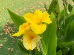 Canna flaccida