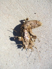 Sceloporus bimaculosus