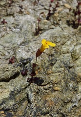 Erythranthe serpentinicola