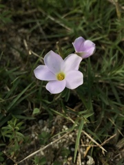 Oxalis hirta