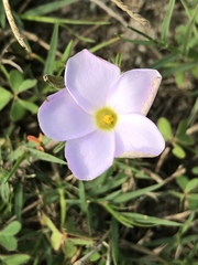 Oxalis hirta