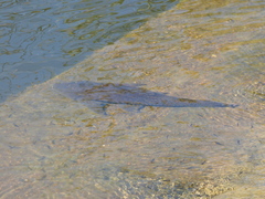 Hypostomus commersoni