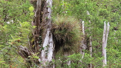 Fascicularia bicolor