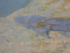 Hypostomus commersoni