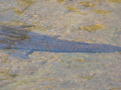 Hypostomus commersoni