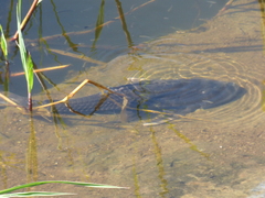 Hypostomus commersoni