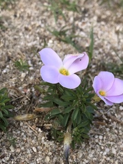 Oxalis hirta