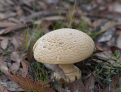 Amanita ochrophylloides