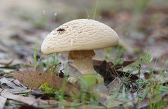 Amanita ochrophylloides