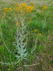 Isatis tinctoria