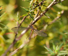 Leptotarsus igniceps
