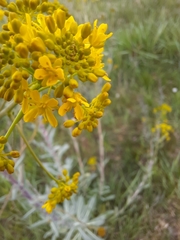 Isatis tinctoria