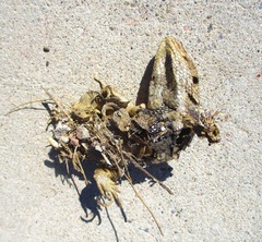 Sceloporus bimaculosus