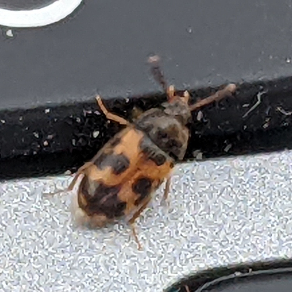Mycetophagus flexuosus