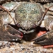 Lamarck's Porcelain Crab - Photo (c) Gaurav Patil, some rights reserved (CC BY-NC), uploaded by Gaurav Patil