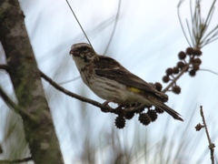 Crithagra reichenowi