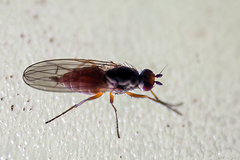 Tephrochlamys rufiventris