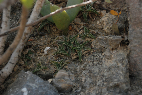 Aloe descoingsii, photograph 2