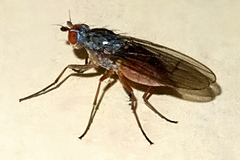 Tephrochlamys rufiventris