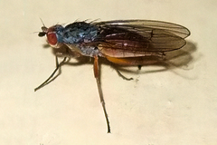 Tephrochlamys rufiventris