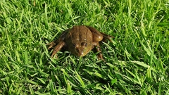 Lithobates montezumae