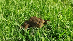 Lithobates montezumae