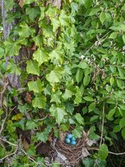 Hedera helix