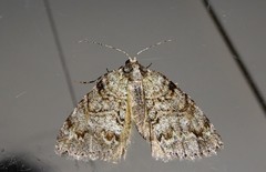 Pseudocoremia suavis