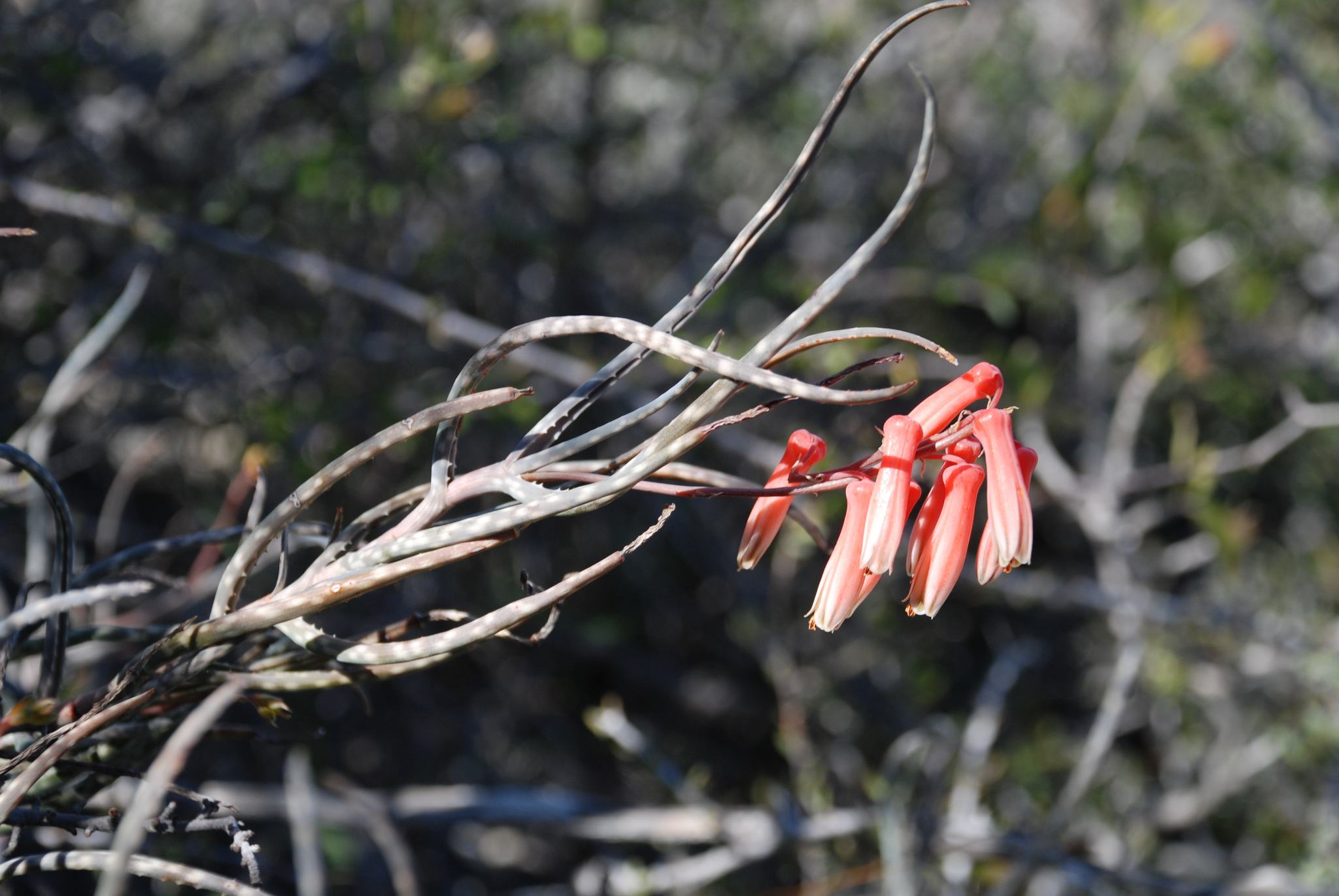 Aloe antandroi  iNaturalist