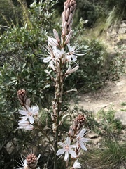 Asphodelus albus