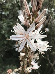 Asphodelus albus