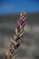 Kalanchoe grandidieri
