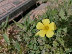 Oxalis pes-caprae