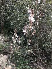 Asphodelus albus